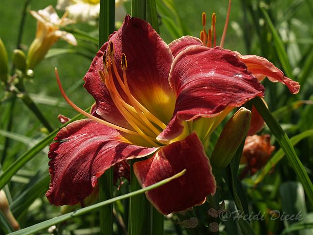 Hemerocallis Graham Mamorial.JPG